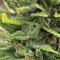 LSD Cannabis-Samen Kaufen