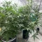 Tangie'matic Auto (Fast Buds) Cannabis-Samen zu verkaufen