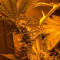 Stardawg (Blackskull Seeds) Cannabis-Samen zu verkaufen