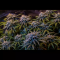 Bruce Banner #3 Cannabis-Samen Kaufen