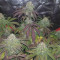 Purple Punch (Barney's Farm) Cannabis-Samen zu verkaufen