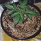 Original Auto Sour Diesel (Fast Buds) Cannabis-Samen zu verkaufen