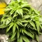 Kaufe Alpha 21 Samen feminisiert von AlphaFem Seeds