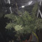 White Widow x Big Bud (Female Seeds) zu verkaufen