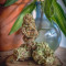 Purple Punch Cookies (Original Sensible Seeds) Cannabis-Samen zu verkaufen