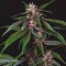 Buddha Purple Kush Auto (Buddha Seeds) Cannabis-Samen zu verkaufen