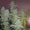 Bubblegum XL Cannabis-Samen Kaufen