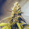 Kaufe Gorilla Cookies Samen feminisiert von Seedstockers