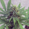 White Critical (Original Sensible Seeds) Cannabis-Samen zu verkaufen