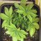 Kerosene Krash Cannabis-Samen Kaufen