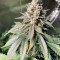 Banana Sherbet Cannabis-Samen Kaufen