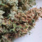 Gorilla Cookies Auto (Fast Buds) Cannabis-Samen zu verkaufen