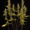 Blackberry Gum Autoflower Cannabis-Samen Kaufen