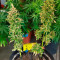 CBD Charlotte’s Angel Cannabis-Samen Kaufen