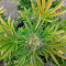 Watermelon Z (Pyramid Seeds) Cannabis-Samen zu verkaufen