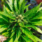 Kaufe Runtz XL Auto Samen feminisiert von Sweet Seeds