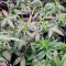 Super Lemon Haze Auto (Green House Seeds)