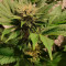 Alien Gorilla Cannabis-Samen Kaufen