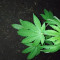 Kaufe Grandmommy Purple Samen feminisiert von Herbies Seeds