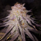 Mimosa EVO (Barney's Farm) Cannabis-Samen zu verkaufen