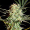 Arjan's Strawberry Haze (GHS) Cannabis-Samen