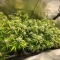 Auto Bruce Banner XXL (Advanced Seeds)