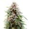 Auto Kingstone Punch (Dutch Passion)