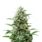 Auto Northern Lights CBD (Pyramid Seeds) Cannabis-Samen