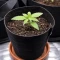 Auto White Widow XXL (00 Seeds)