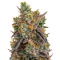 Gelato 41 x Gelato 41 Auto feminisierte Samen (Green House Seeds)