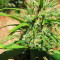 Malawi (Ace Seeds) Cannabis-Samen