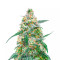 Mimosa (Herbies USA Express)