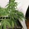 Mimosa x Orange Punch feminisierte Samen (Barney’s Farm)