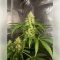 Northern Light Automatic (RQS) Cannabis-Samen