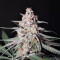 Peyote Critical (Barney's Farm) Cannabis-Samen