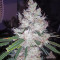Pink Kush (Barney's Farm) Cannabis-Samen