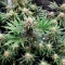Skywalker Autoflower feminisierte Samen (Seedkeepers)