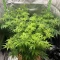 Super Lemon Cloud Auto (Herbies Seeds)