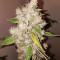 Triple G (RQS) Cannabis-Samen