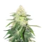 Wombat (BlimBurn Seeds) Cannabis-Samen