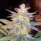 Z (Blackskull Seeds) Cannabis-Samen