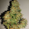 Auto Kaya 47 (Advanced Seeds) Cannabis-Samen
