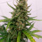 Auto Strawberry Gum (Advanced Seeds) Cannabis-Samen