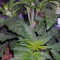Critical Kush regular (Barney's Farm) Cannabis-Samen