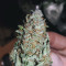 Girl Scout Cookies Auto (Garden Of Green) Cannabis-Samen