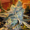 Girl Scout Cookies (Original Sensible Seeds) Cannabis-Samen