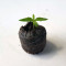Green Crack (BlimBurn Seeds) Cannabis-Samen
