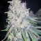 King's Banner regular (Dark Horse Genetics) Cannabis-Samen