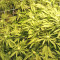 Kripple Roulette (Dr. Krippling Seeds) Cannabis-Samen