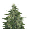 LA Woman (DNA Genetics) Cannabis-Samen